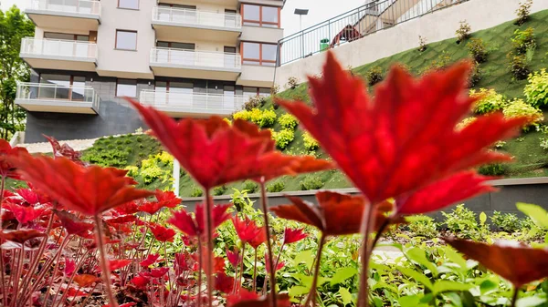 Nahaufnahme Von Blumen Die Garten Wachsen — Stockfoto