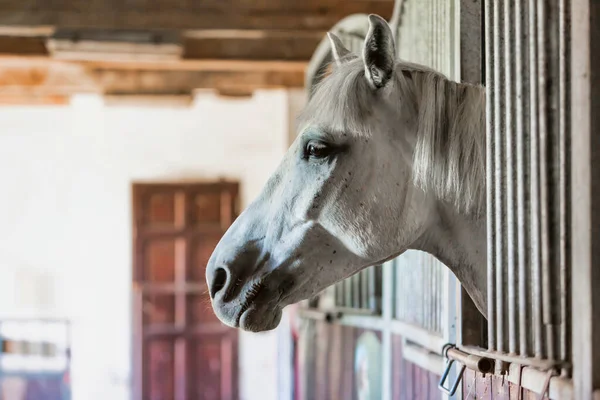 Portrét Bílého Koně Stodole — Stock fotografie