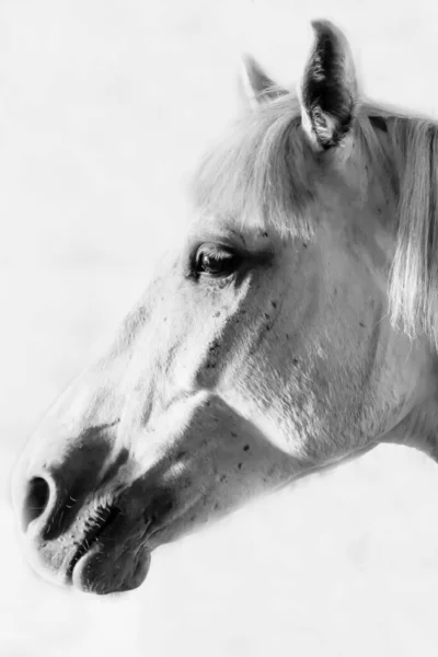 Ahırdaki Atın Siyah Beyaz Fotoğrafı — Stok fotoğraf