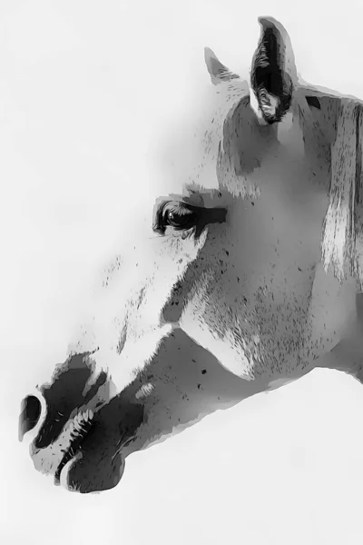 Czarno Białe Zdjęcie Konia Stodole — Zdjęcie stockowe