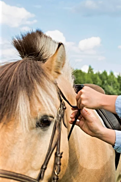 Close Foto Donna Matura Regolazione Bit Cavallo Nel Ranch — Foto Stock