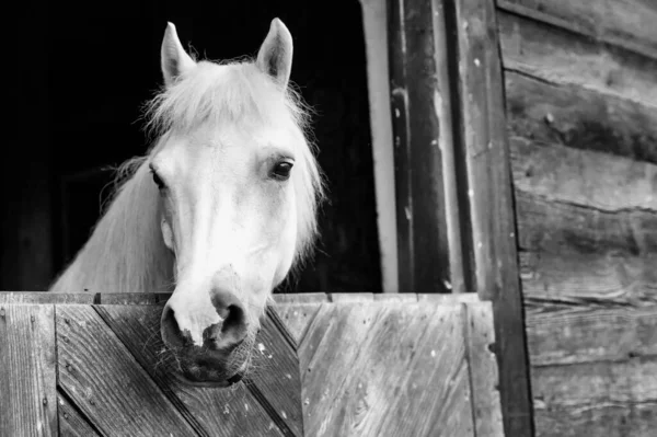 Černobílá Fotografie Koně Stodole — Stock fotografie