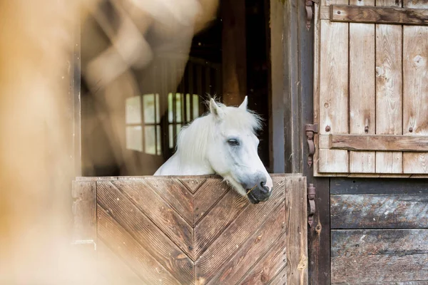Portret Białego Konia Stodole — Zdjęcie stockowe