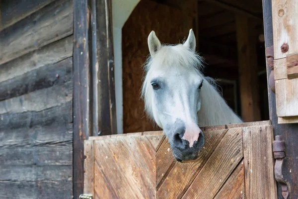 Portrét Bílého Koně Stodole — Stock fotografie