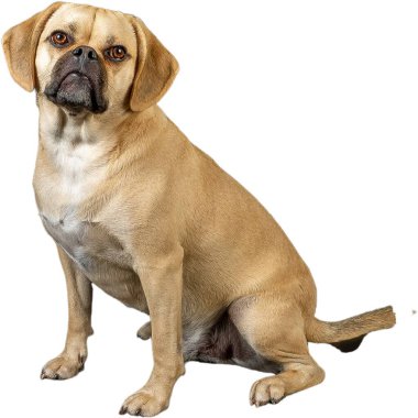 Stüdyodaki sevimli puggle 'ın kesimleri.