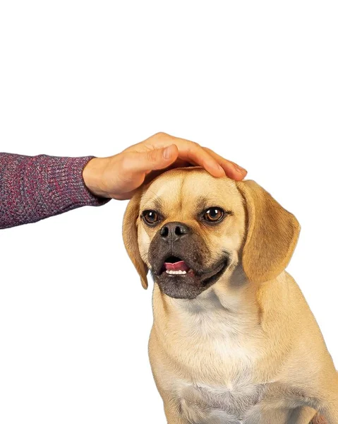 Homem Dando Adorável Puggle Cabeça Esfrega Estúdio — Fotografia de Stock