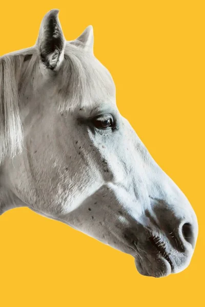 Cavallo Bianco Sfondo Arancione — Foto Stock