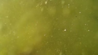 Çamurlu deniz suyundaki parçacıklar