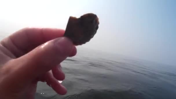 手从海底扇贝上举了一个活壳 在海里的水下射击 — 图库视频影像