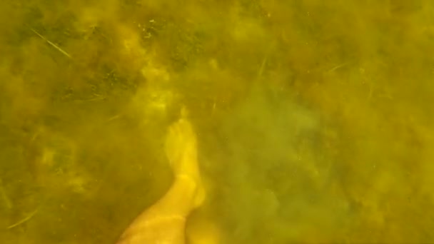 脚の底から生きているシェル 海のホタテを持ち上げた 海での水中撮影 — ストック動画