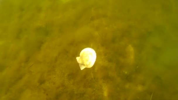 Levende Schelp Valt Zeebodem Het Vrijgeven Van Een Bol Zee — Stockvideo