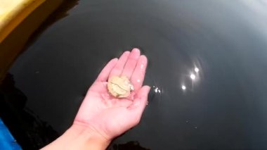 Kız avucundan denize bir deniz kabuğu saldı - deniz tarağı. Yazın denizde video çekimi
