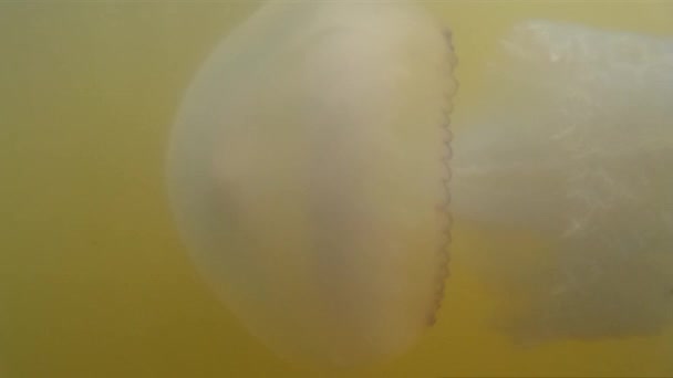 Méduses bleues dans l'eau boueuse de la mer. Méduses sous-marines dans la mer 