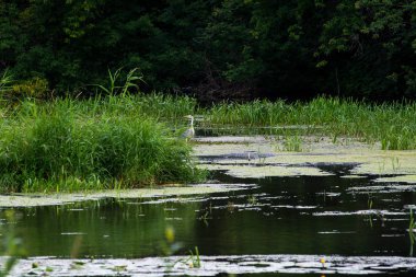 Yeşil yaz manzarası, sazlıklar ve zambaklarla kaplanmış bir gölün kıyısına bağlı bir tekne ve sazlıklarda saklanan bir balıkçıl.