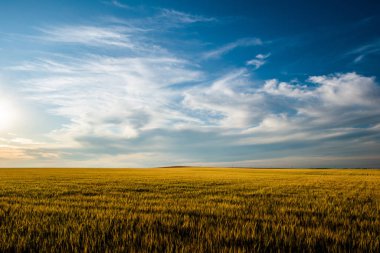 Buğday tarlası, güzel gün batımı gökyüzü tüylü bulutlarla