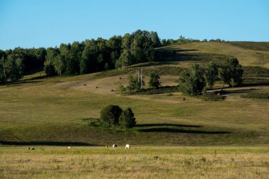 Bashkortostan dağlarında, yaz çayırlarında otlayan inekler.
