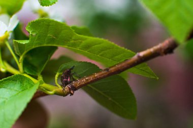 Yeşil bir böcek yeni açılmış bir dalda sürünüyor.
