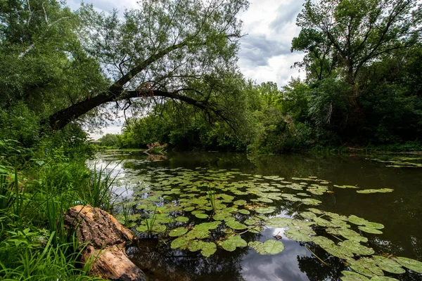 緑の夏の風景葦とユリとヘロンの葦で覆われた湖の岸に結ばれたボート — ストック写真