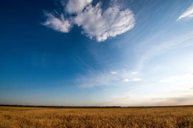 Gün batımında bir altın buğday tarlası filizleniyor ve Cirrus bulutları gökyüzünde yüzüyor.