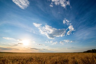 Gün batımında bir altın buğday tarlası filizleniyor ve Cirrus bulutları gökyüzünde yüzüyor.