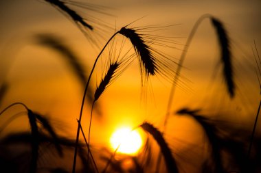 Buğday siluetleri, altın güneşin arka planında ufuk çizgisine düşüyor.
