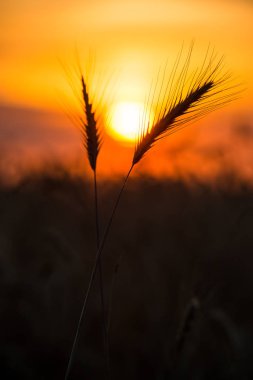 Buğday siluetleri, altın güneşin arka planında ufuk çizgisine düşüyor.