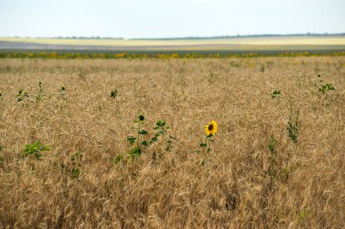 Gün batımında bir altın buğday tarlası filizleniyor ve Cirrus bulutları gökyüzünde yüzüyor.