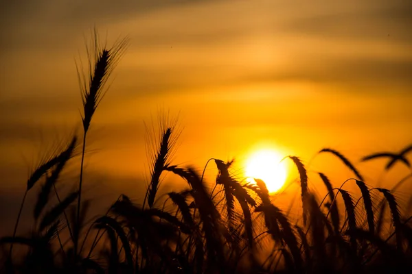 Siluetas Trigo Contra Fondo Del Sol Dorado Que Cae Sobre — Foto de Stock