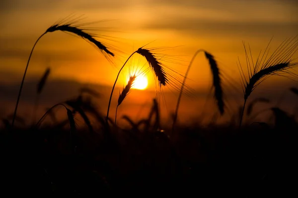 Siluetas Trigo Contra Fondo Del Sol Dorado Que Cae Sobre — Foto de Stock