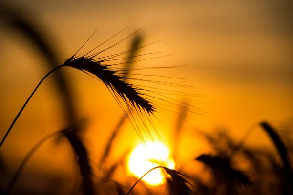 Tarwesilhouetten Tegen Achtergrond Van Gouden Zon Die Horizon Valt — Stockfoto