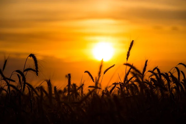 Siluetas Trigo Contra Fondo Del Sol Dorado Que Cae Sobre — Foto de Stock