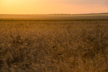 Gün batımında bir altın buğday tarlası filizleniyor ve Cirrus bulutları gökyüzünde yüzüyor.