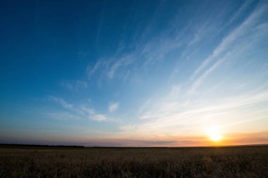 Gün batımında bir altın buğday tarlası filizleniyor ve Cirrus bulutları gökyüzünde yüzüyor.