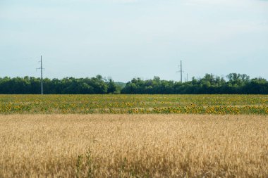 Pembe günbatımının ışınları altında altın buğday tarlasına yayılan elektrik iletim hatları