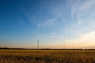 Pembe günbatımının ışınları altında altın buğday tarlasına yayılan elektrik iletim hatları
