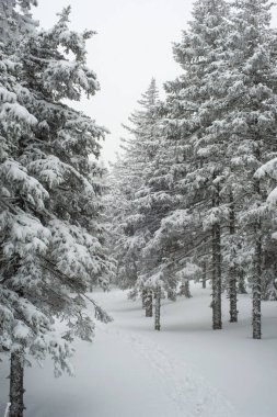 Karla kaplı, kozalaklı, beyaz orman, kar yağışı ve köknar ağaçlarının arasında dalgalanan bir patikadan sonra