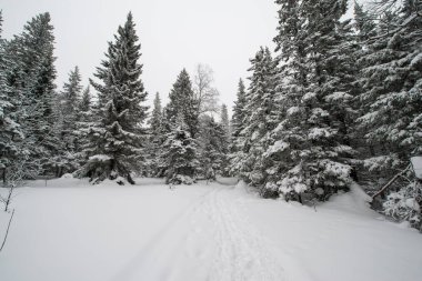 Karla kaplı, kozalaklı, beyaz orman, kar yağışı ve köknar ağaçlarının arasında dalgalanan bir patikadan sonra