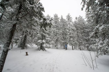 Karla kaplı, kozalaklı, beyaz orman, kar yağışı ve köknar ağaçlarının arasında dalgalanan bir patikadan sonra