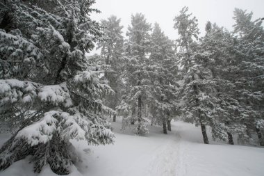 Karla kaplı, kozalaklı, beyaz orman, kar yağışı ve köknar ağaçlarının arasında dalgalanan bir patikadan sonra