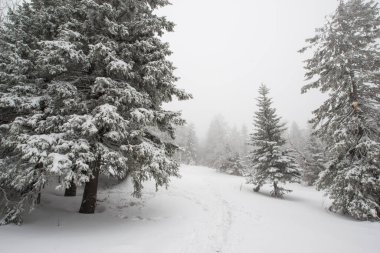 Karla kaplı, kozalaklı, beyaz orman, kar yağışı ve köknar ağaçlarının arasında dalgalanan bir patikadan sonra