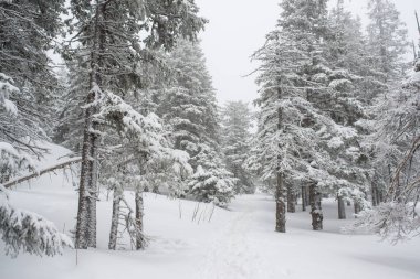 Karla kaplı, kozalaklı, beyaz orman, kar yağışı ve köknar ağaçlarının arasında dalgalanan bir patikadan sonra