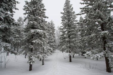Karla kaplı, kozalaklı, beyaz orman, kar yağışı ve köknar ağaçlarının arasında dalgalanan bir patikadan sonra