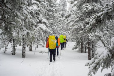 Karla kaplı, kozalaklı, beyaz orman, kar yağışlı bir gecenin ardından ve turistler yol boyunca büyük sırt çantalarıyla yürüyorlar.