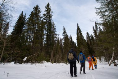 Karla kaplı, kozalaklı, beyaz orman, kar yağışlı bir gecenin ardından ve turistler yol boyunca büyük sırt çantalarıyla yürüyorlar.