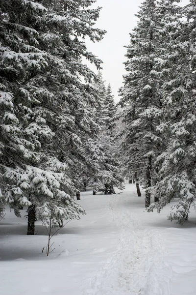 Bosque Blanco Cubierto Nieve Coníferas Después Una Noche Nevadas Sendero — Foto de Stock