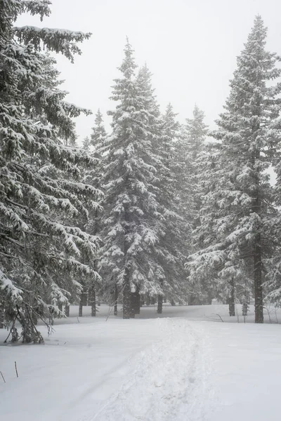 Bosque Blanco Cubierto Nieve Coníferas Después Una Noche Nevadas Sendero — Foto de Stock