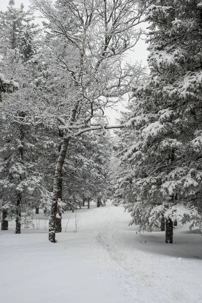 Bosque Blanco Cubierto Nieve Coníferas Después Una Noche Nevadas Sendero — Foto de Stock