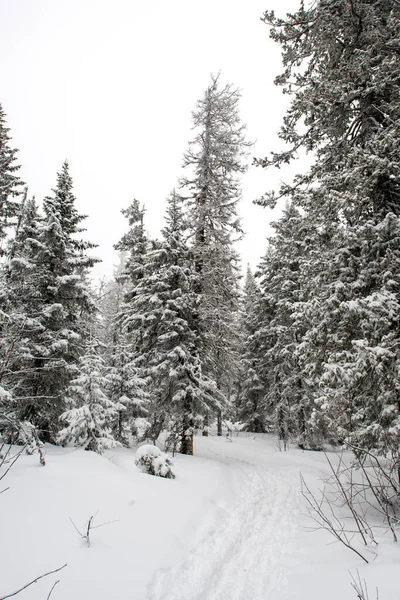 Bosque Blanco Cubierto Nieve Coníferas Después Una Noche Nevadas Sendero — Foto de Stock