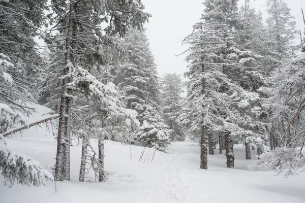 Karla kaplı, kozalaklı, beyaz orman, kar yağışı ve köknar ağaçlarının arasında dalgalanan bir patikadan sonra