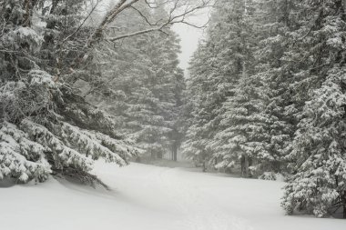 Karla kaplı, kozalaklı, beyaz orman, kar yağışlı bir gecenin ardından ve turistler yol boyunca büyük sırt çantalarıyla yürüyorlar.